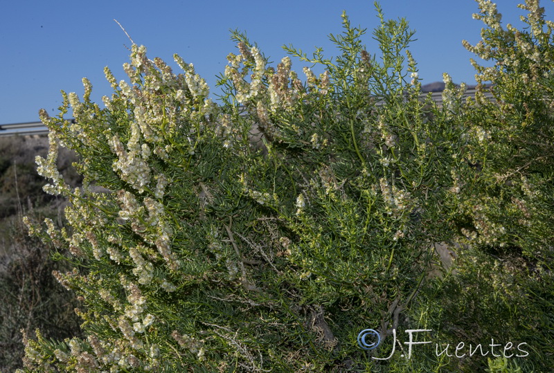 Salsola webbii.05