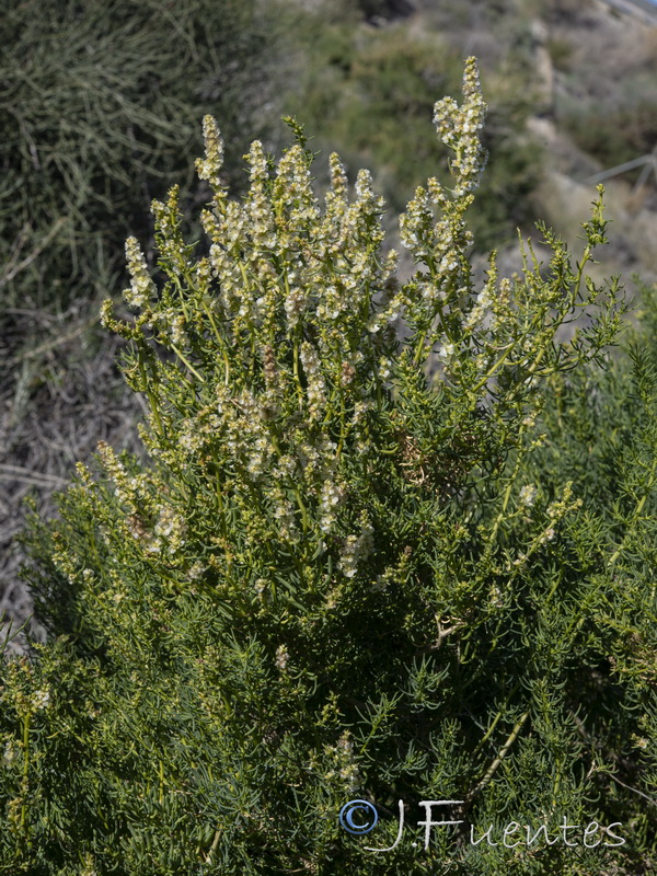 Salsola webbii.06