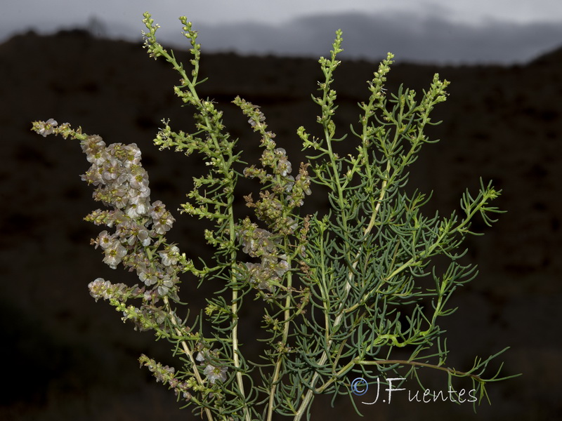 Salsola webbii.08