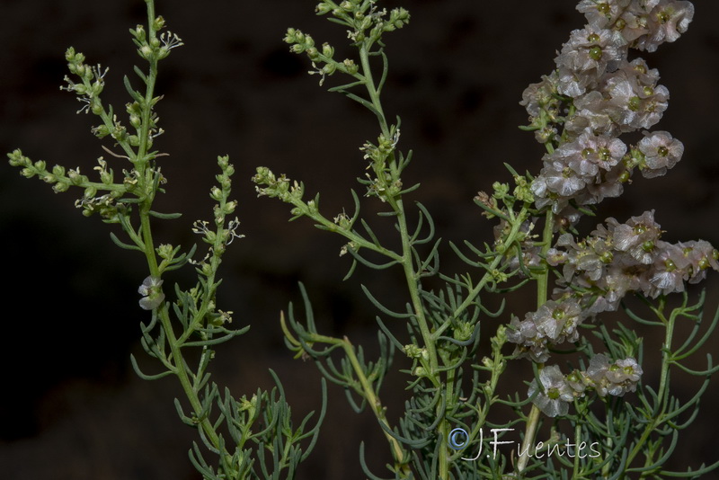 Salsola webbii.02