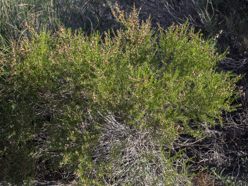 Salsola x masclansii.01