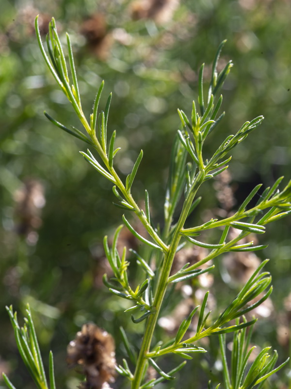 Salsola x masclansii.03