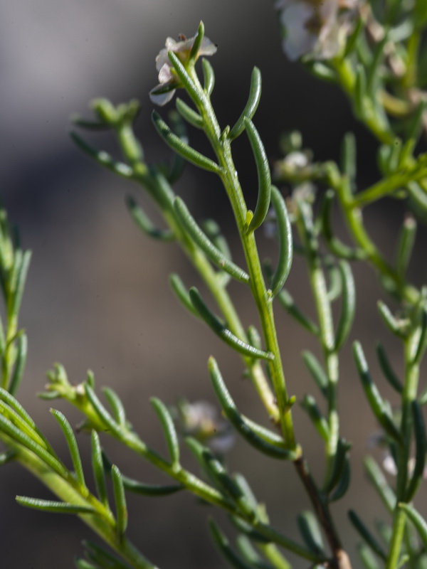 Salsola x masclansii.04