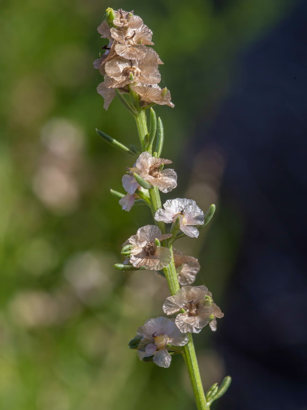 Salsola x masclansii.08