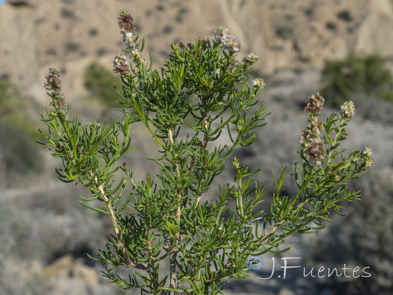 Salsola x masclansii.11