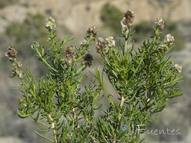 Salsola x masclansii.12