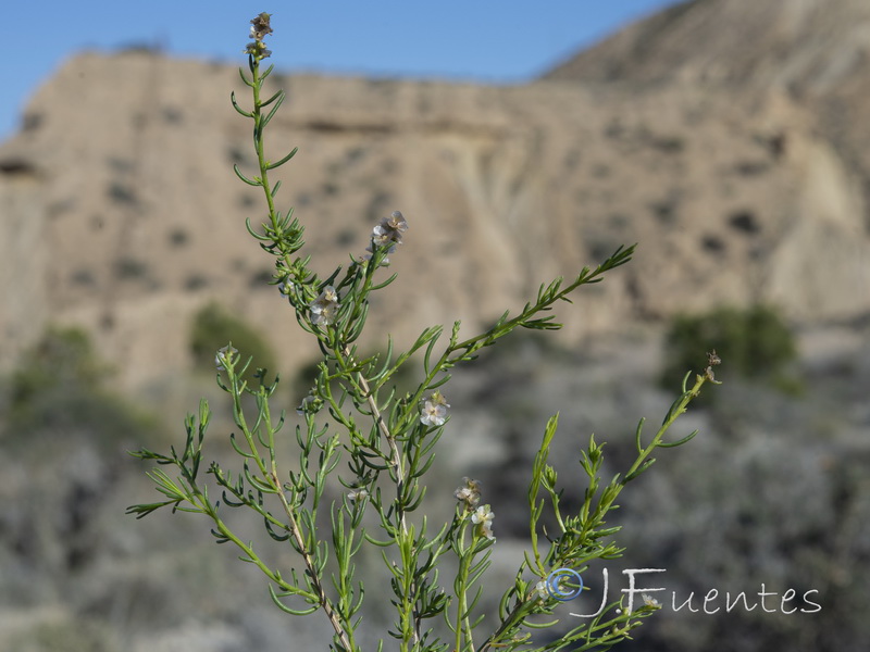 Salsola x masclansii.13