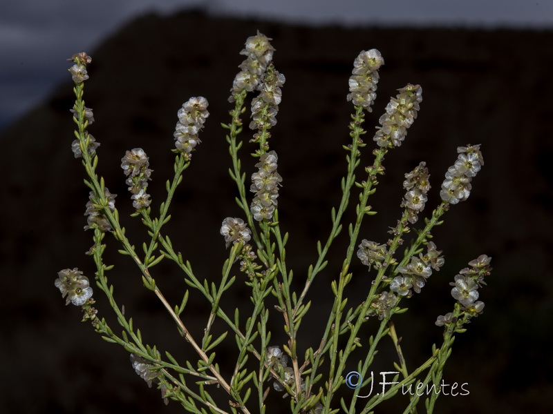 Salsola x masclansii.15