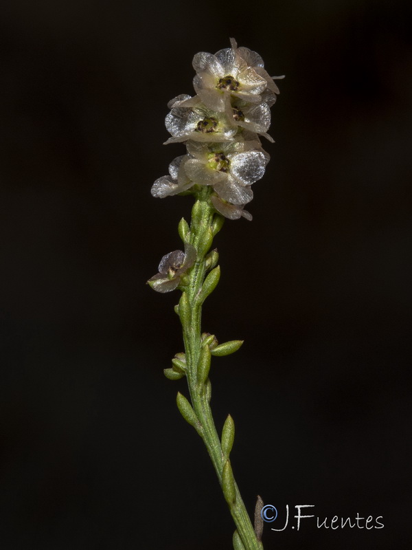 Salsola x masclansii.16
