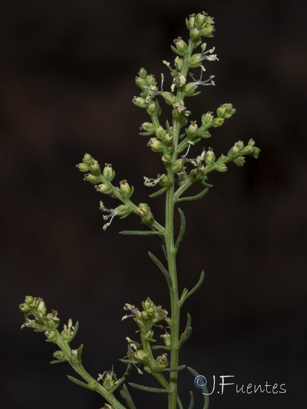 Salsola x masclansii.17