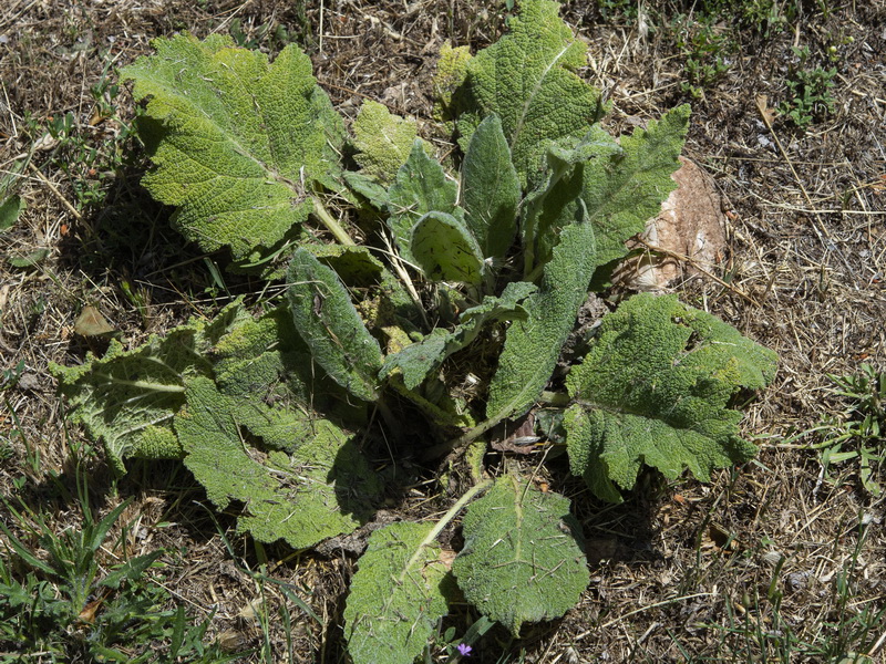 Salvia argentea.04