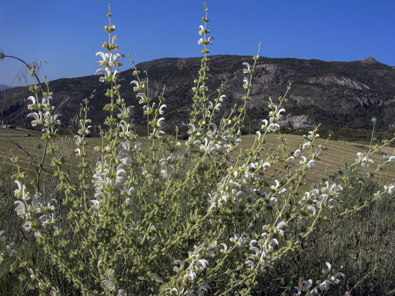Salvia argentea.07