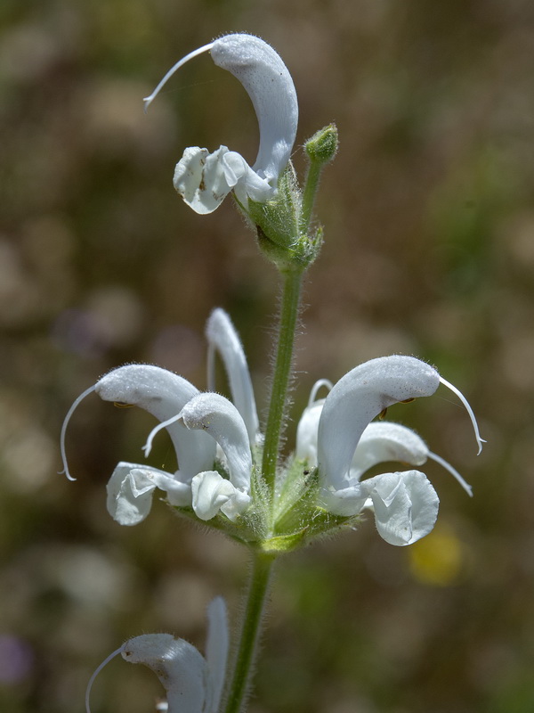 Salvia argentea.10