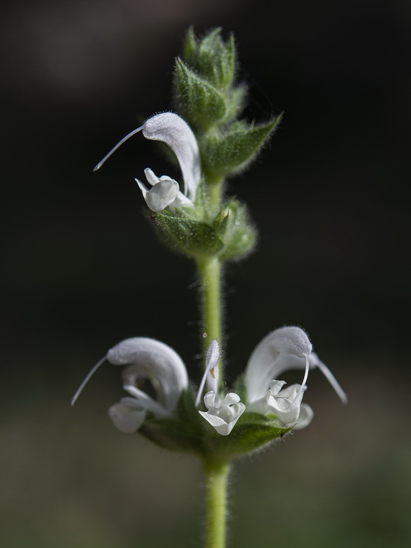 Salvia argentea.11