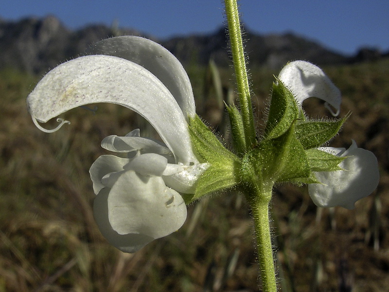 Salvia argentea.13