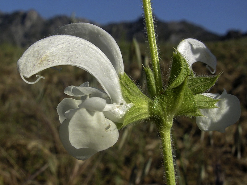 Salvia argentea.13