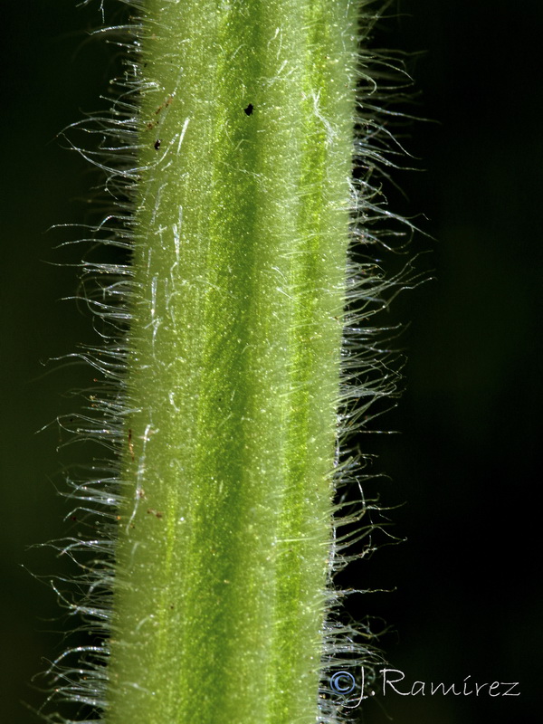 Salvia argentea.17