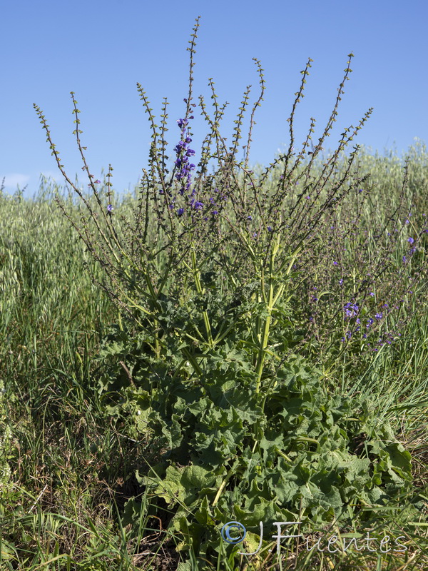 Salvia barrelieri.01