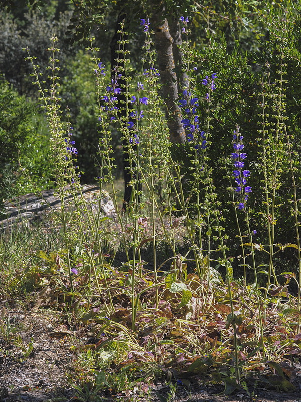 Salvia barrilieri.01