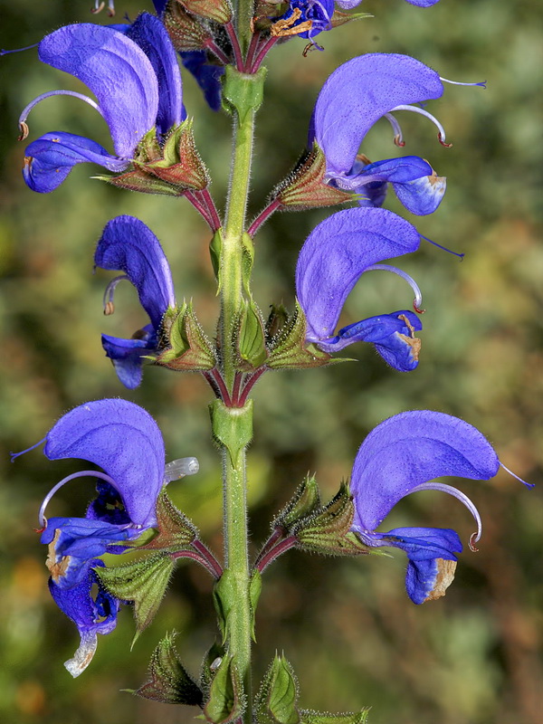 Salvia barrilieri.03