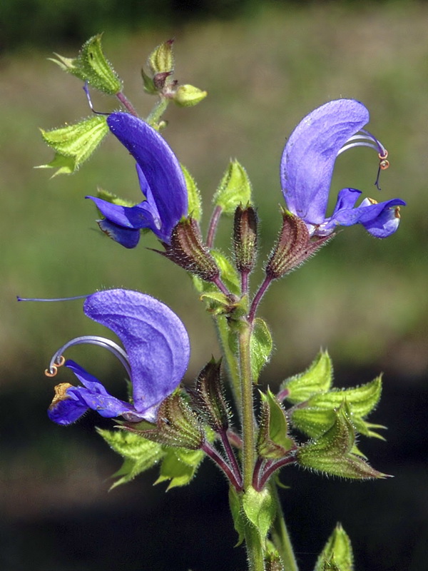 Salvia barrilieri.06