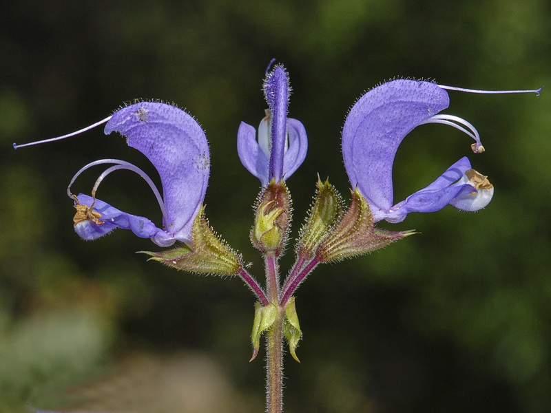 Salvia barrilieri.07