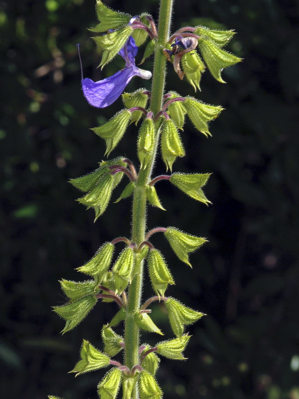Salvia barrilieri.09