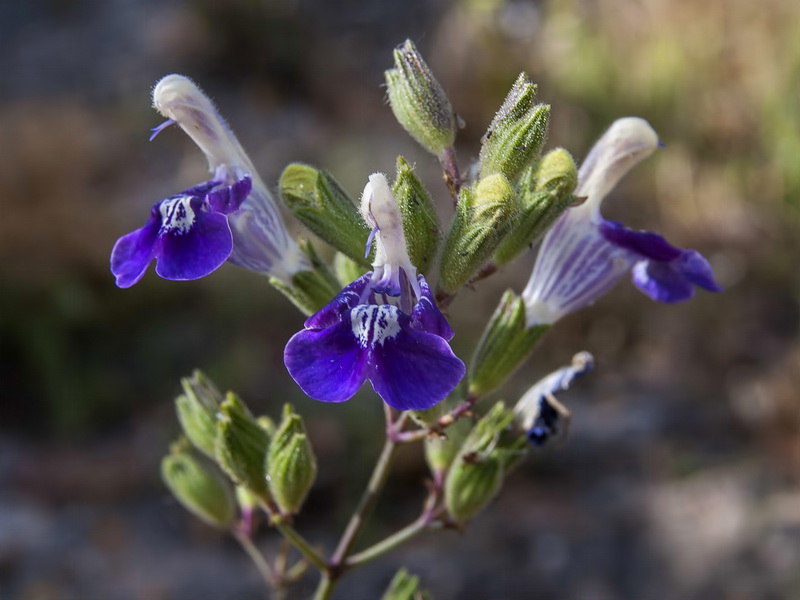 Salvia candelabrum.03