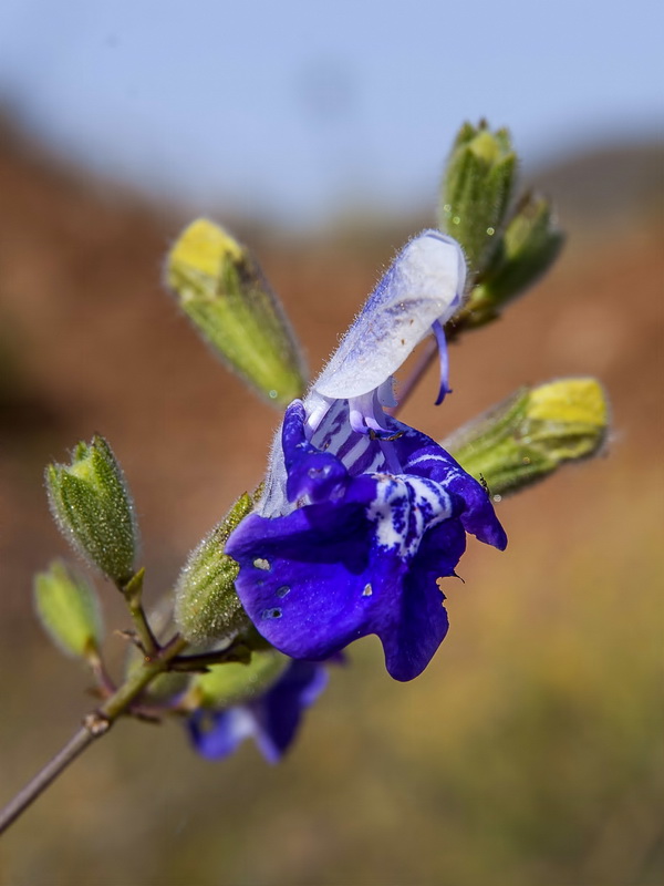 Salvia candelabrum.04