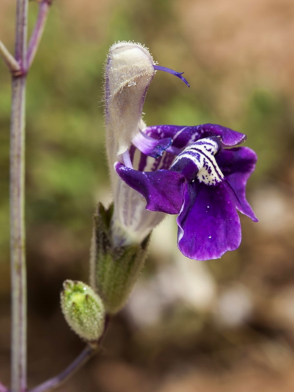 Salvia candelabrum.05