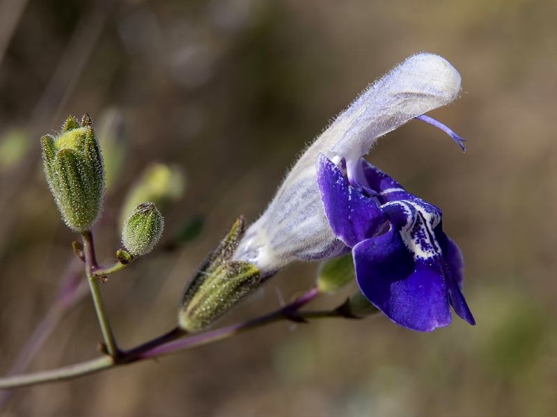 Salvia candelabrum.06