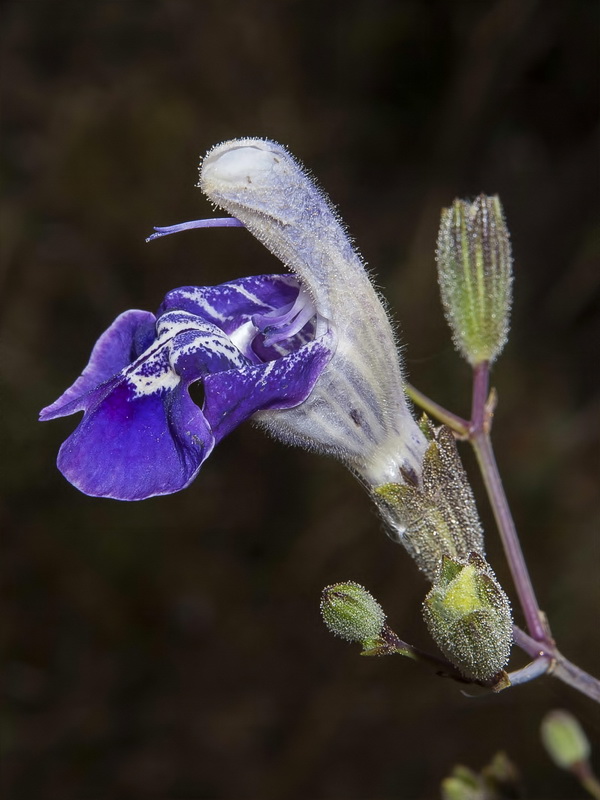 Salvia candelabrum.07