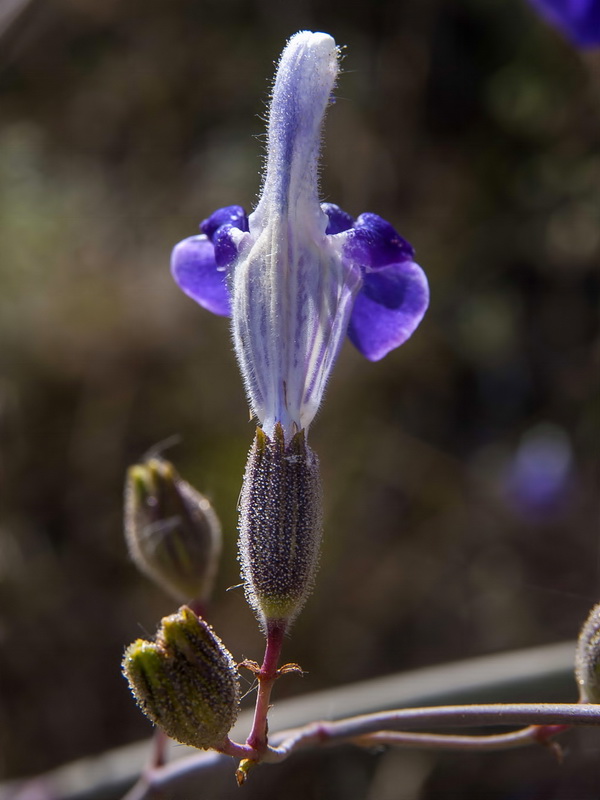 Salvia candelabrum.09