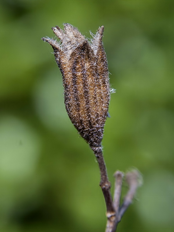 Salvia candelabrum.10