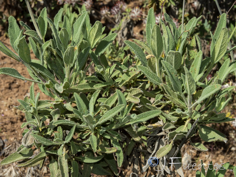 Salvia candelabrum.17