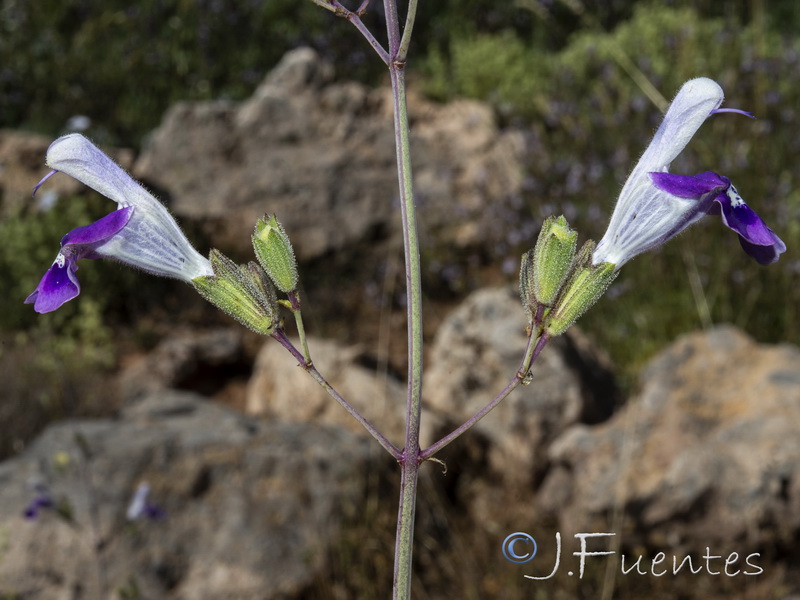 Salvia candelabrum.20