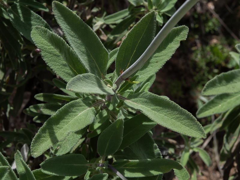 Salvia candelabrum.17