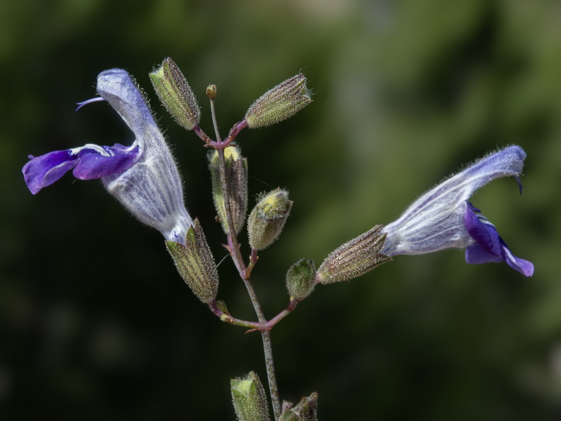 Salvia candelabrum.20