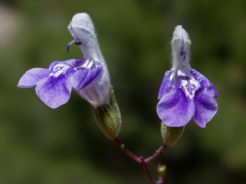Salvia candelabrum.27