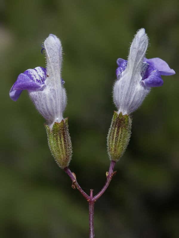 Salvia candelabrum.28