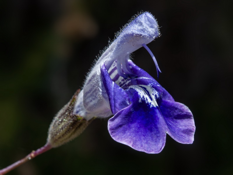 Salvia candelabrum.06