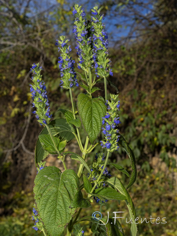 Salvia hispanica.01