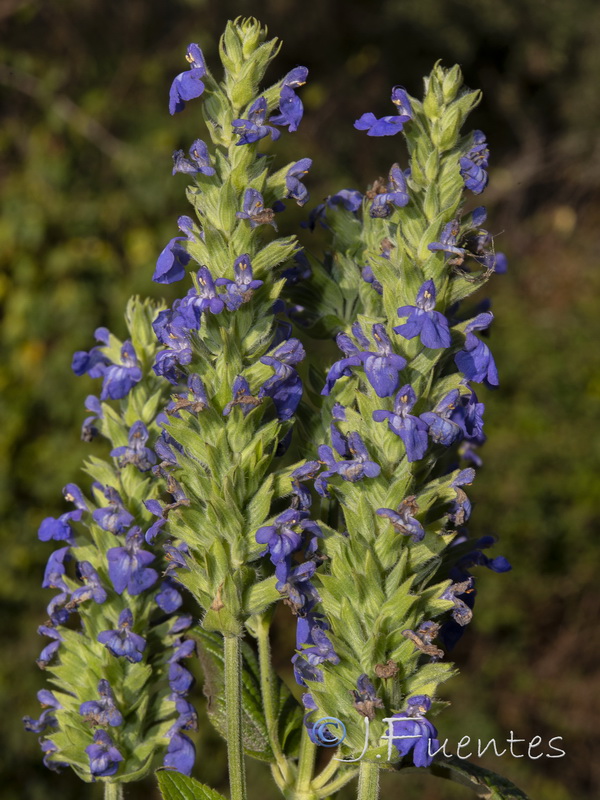 Salvia hispanica.03