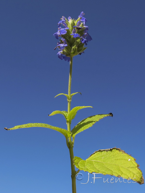 Salvia hispanica.04