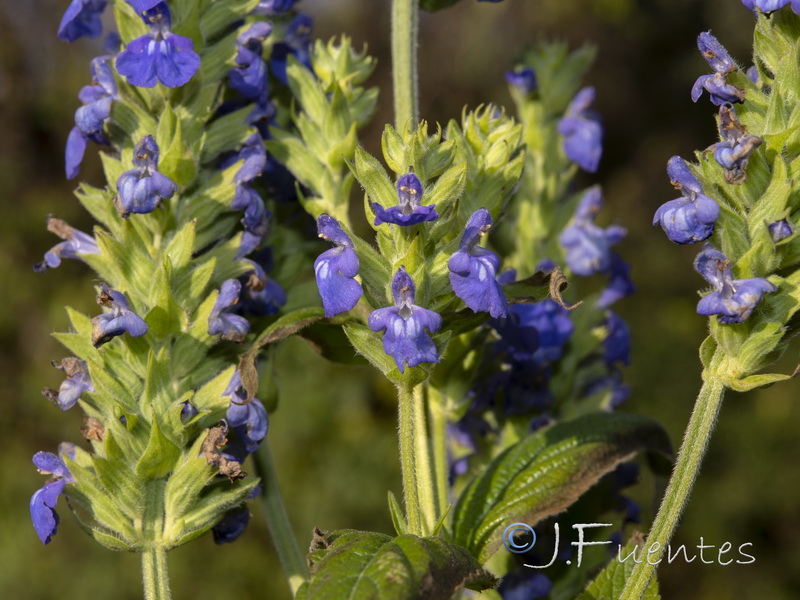 Salvia hispanica.05