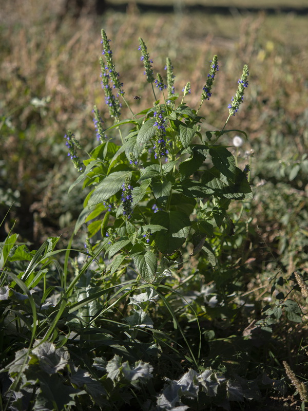 Salvia hispanica.08