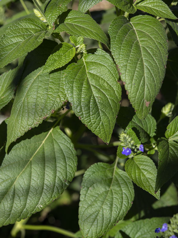 Salvia hispanica.02