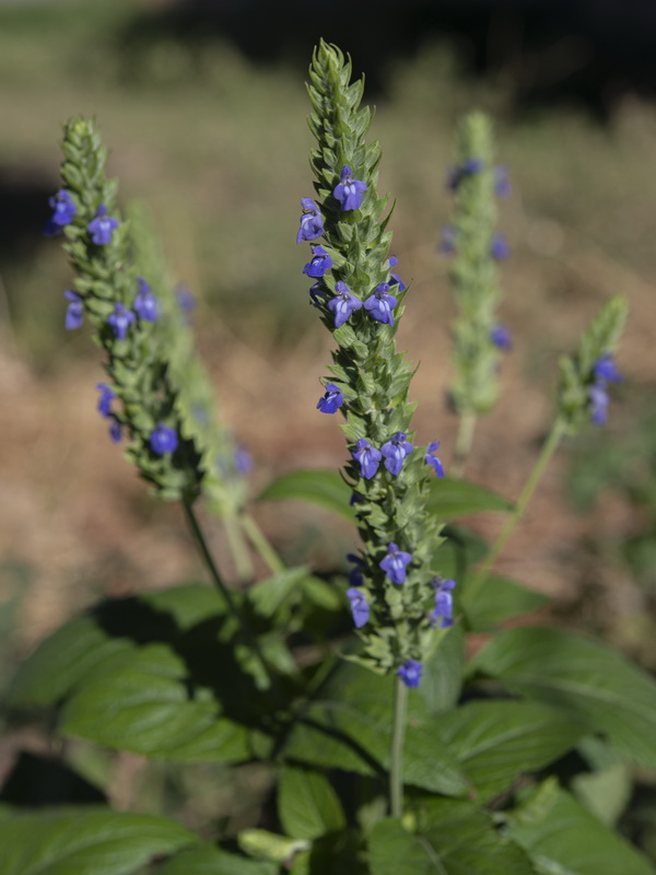Salvia hispanica.11