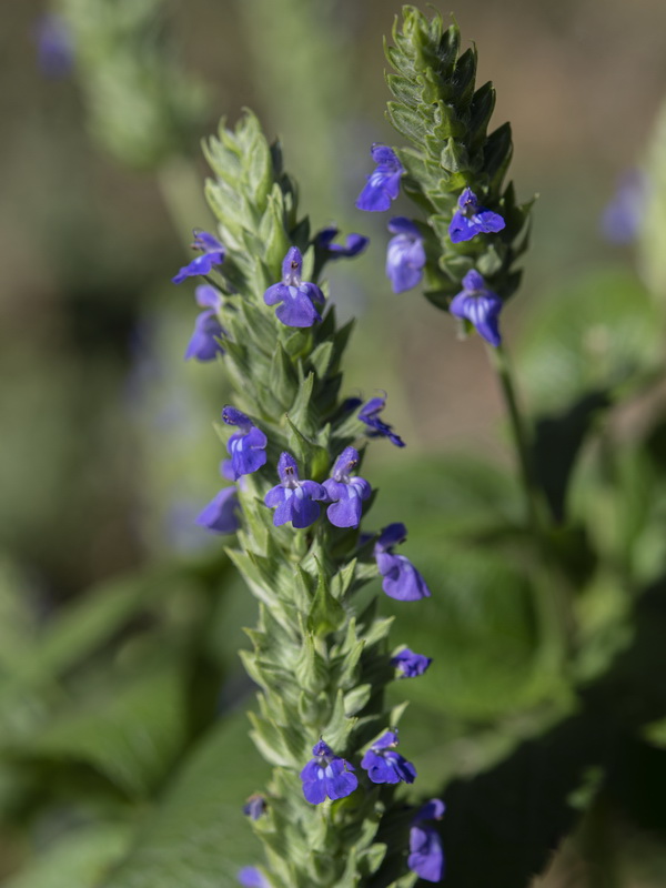 Salvia hispanica.06