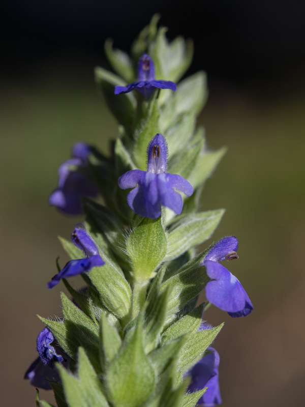 Salvia hispanica.18